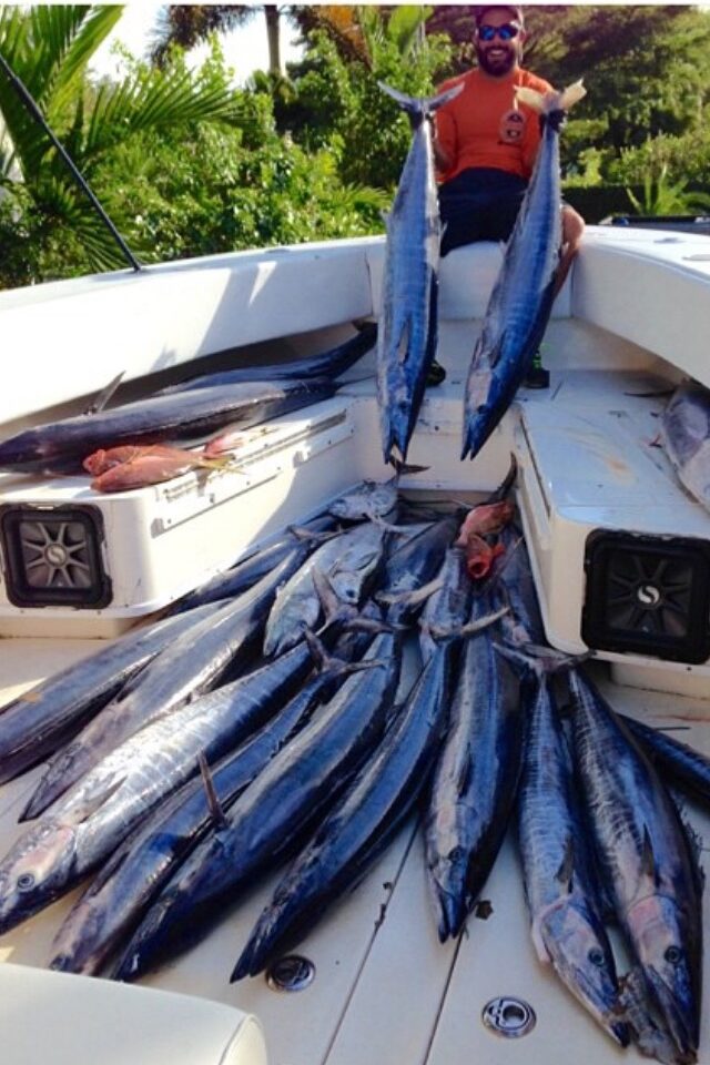 Fishing Technique & Seasons, Miami Sailfish Charters, Trolling, Kite- fishing